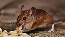24 Hour & Emergency Exterminators in Charleston AFB, SC